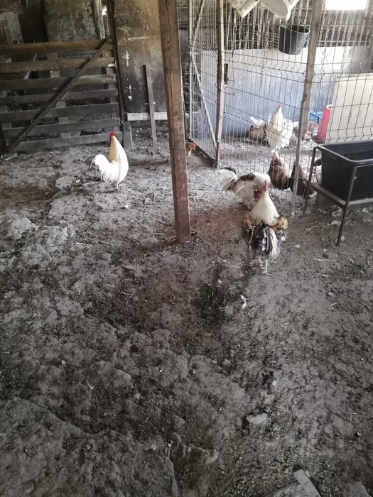 Cocoșei pitici 5 buc