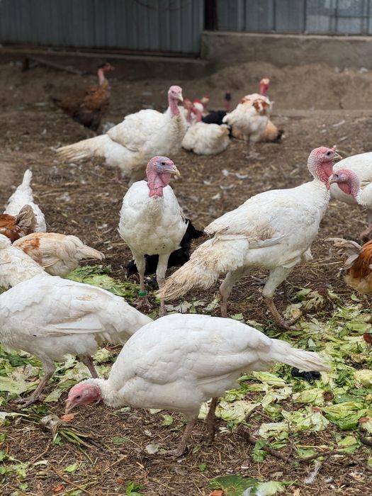 Продам индюки широкогрудные