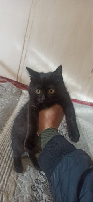 Котенок ищет семью