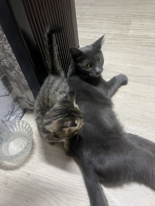 Котята в хорошие руки