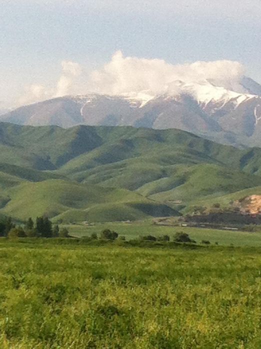 Участок под откорм скота (8га)