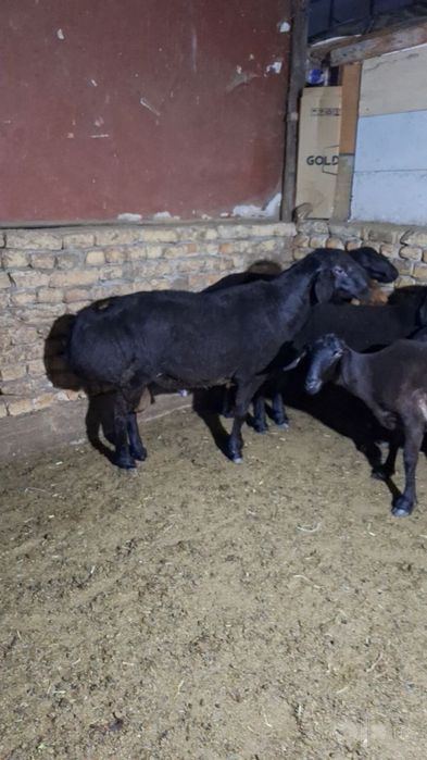 Qurbonlik ucin qoy molarimiza bor xalol pokiza qilib boqilgan
