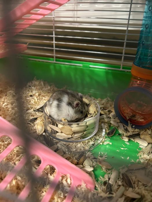 Pui de hamsteri pitici