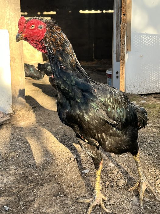 дакан      қораз