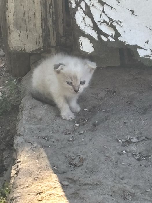 Котята , отдам бесплатно