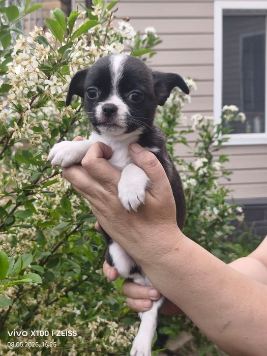 Продам щенка чихуахуа