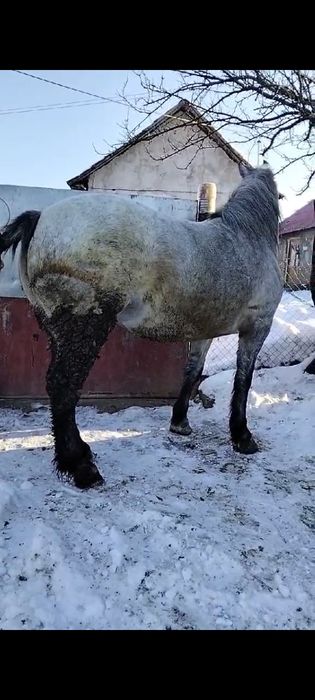 Vând mânză grea blândă trage bine garantată preț 2500 de euro negociab