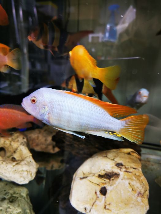 Ciclide africane (mbuna)