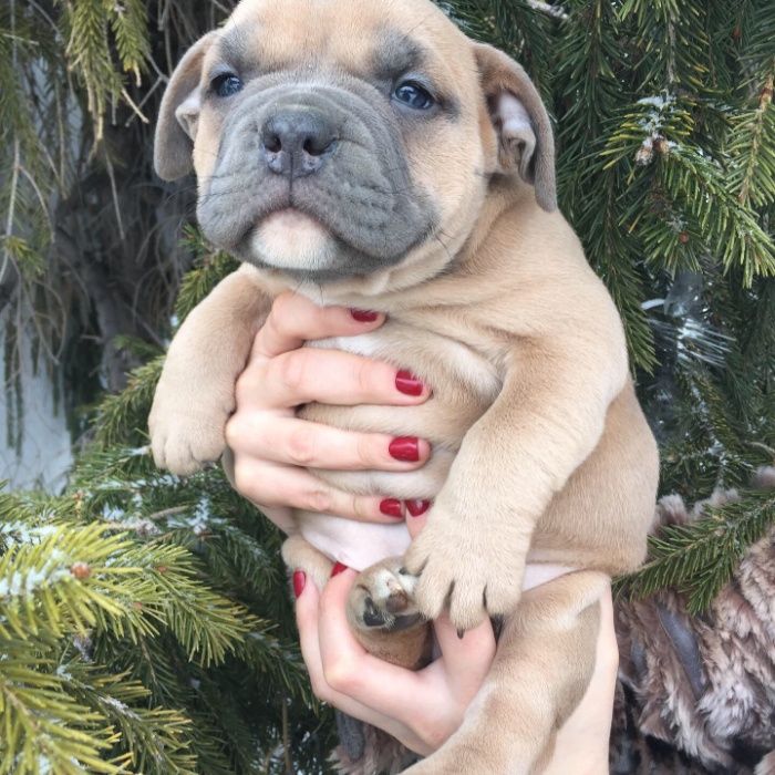 щенки американский булли