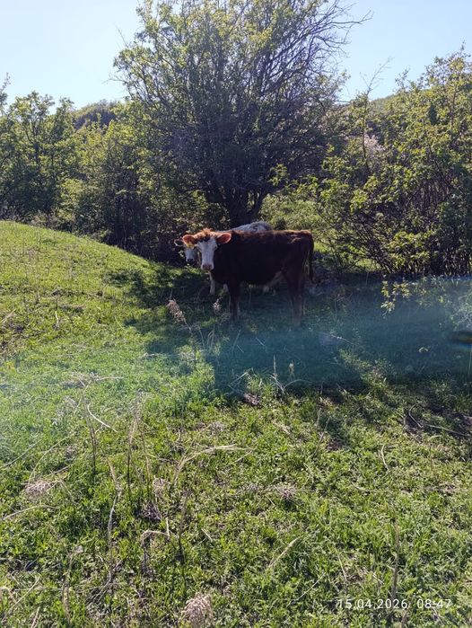 Продам бычка ! Вопросы - по тел