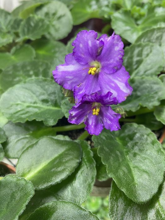 Фиалочки красивые,разные