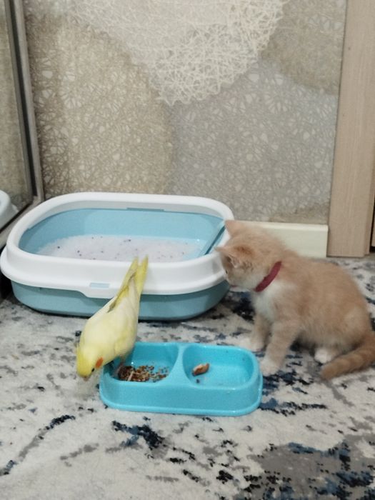Uy mushugi hadyaga beriladi