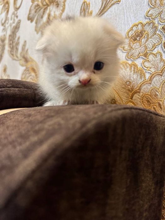 Кошка скоттиш  страйд