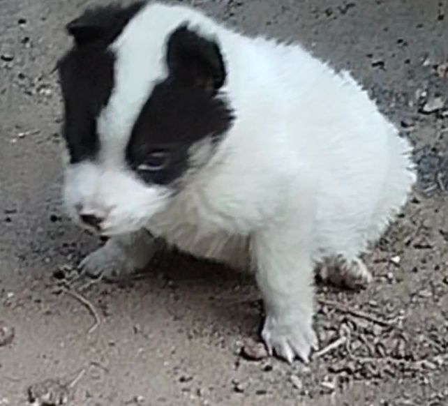 Мальчик.Щенок.Продам.Уже лает.