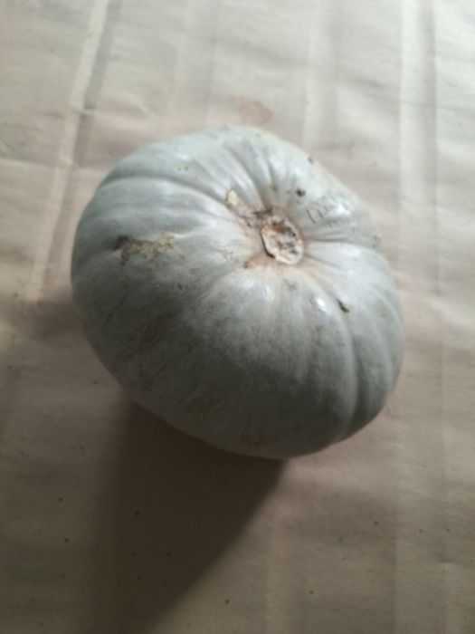 Dovleac de vânzare!