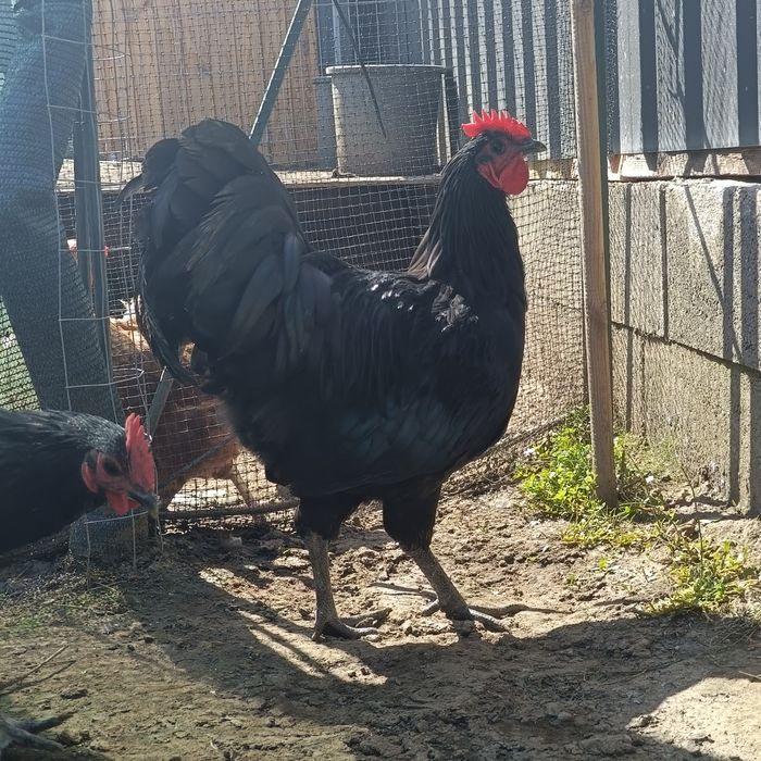Vând/schimb cocoși Australorp negru