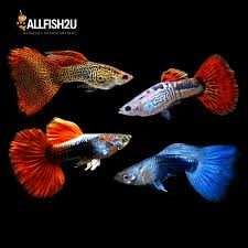 Pesti de Acvariu  Xifo , Platy SI Guppy