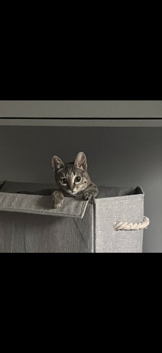 Котенок девочка