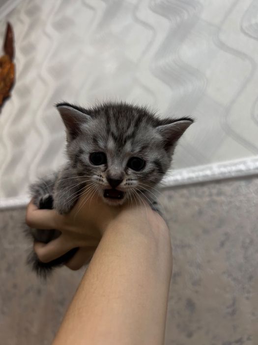 Шотландские котята — мальчик и девочка