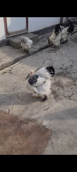 Brama tuxumlari sotiladi, sifati a’lo, manzil Bekobod shaxri