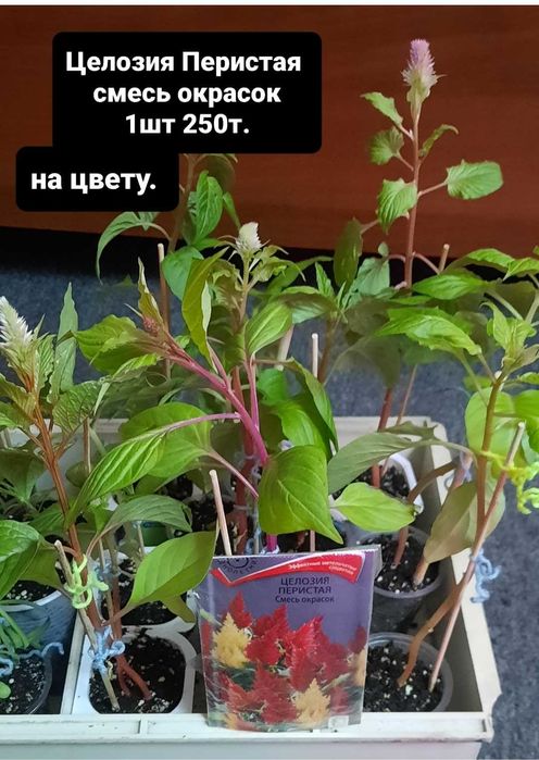 Уличные цветы.целозия .