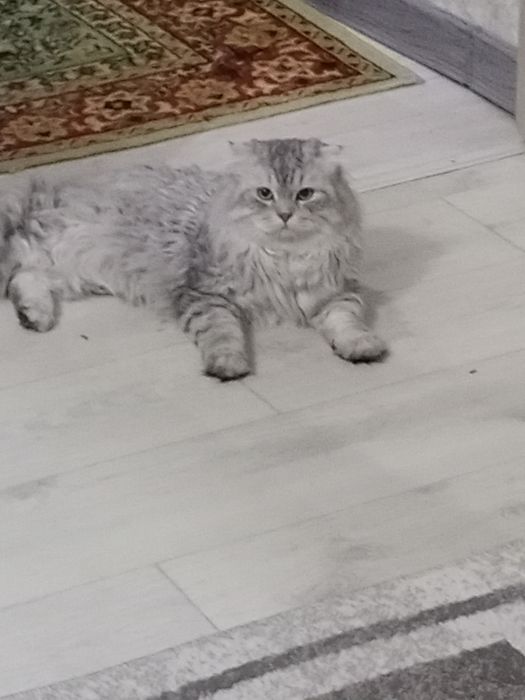 Продаю пушистиков шотландцев