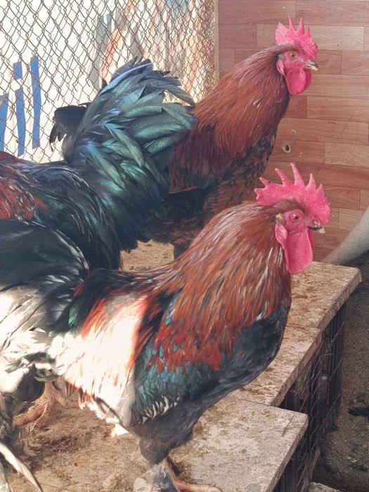 Петухи "Андижанский чёрный принц"