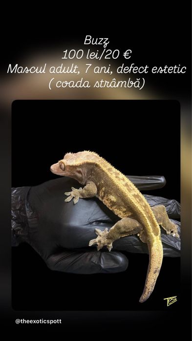 Crested gecko/ soparla/gecko cu creasta/reptila