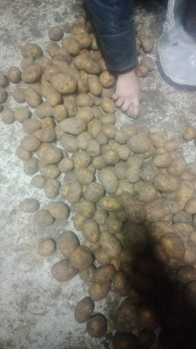 Картошка сатылады