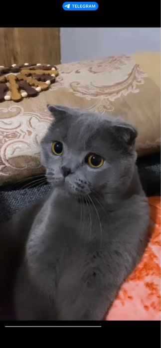 Вязка Скоттиш фолд Симба