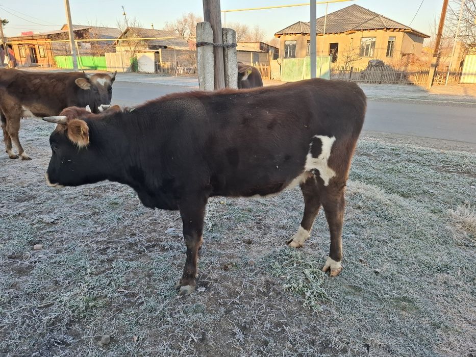 Продам двух первотелок