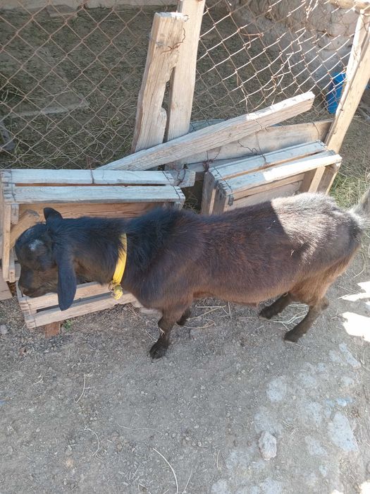 Таза қанды алпи теке сатылады.
