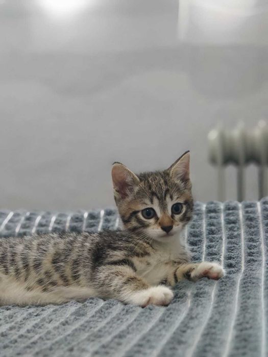 Отдам котят в ДОБРЫЕ руки