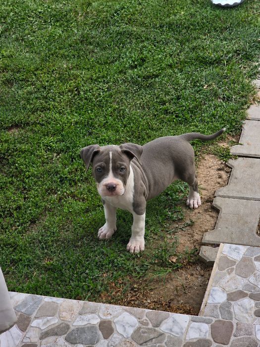 Pui American  XL de top, cu pedigree și origine premium