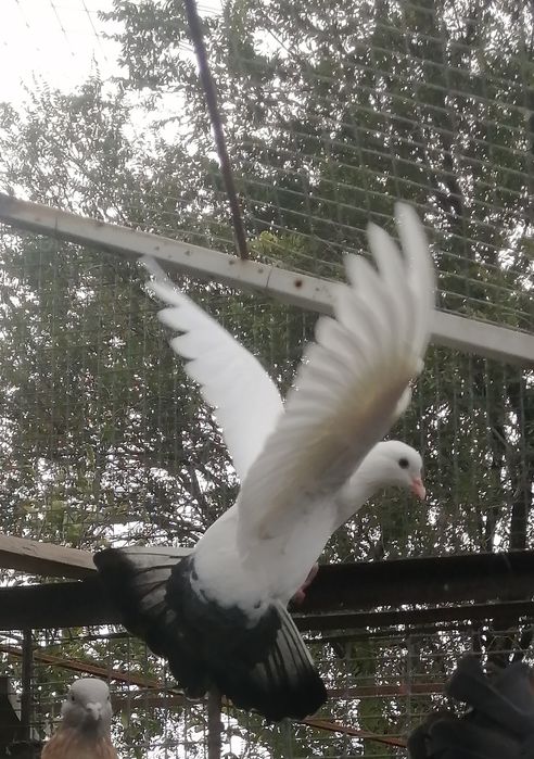 Голуби. домашние
