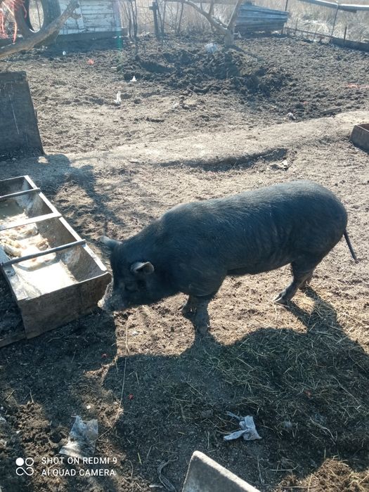 Два кабана Вьетнаме и Дюрок