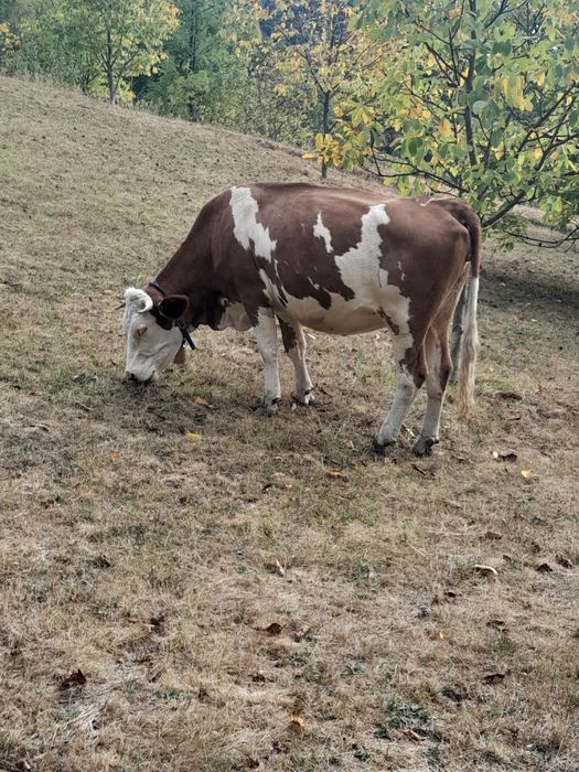 Vand  vaca ...      ...