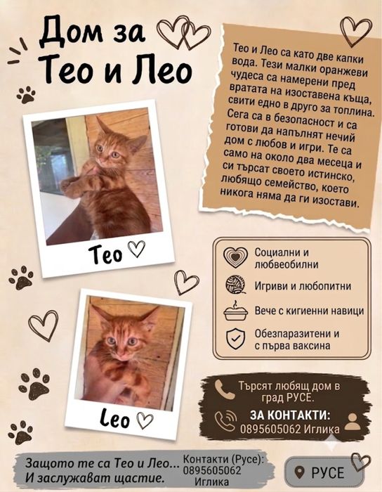 Тео и Лео си търсят дом - Русе
