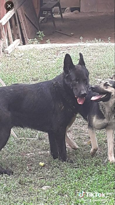 Потерялись собаки