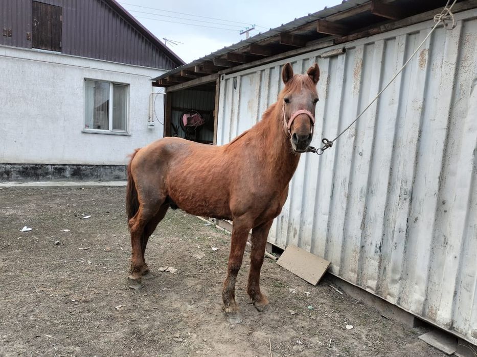 7 жасар айгыр сатылады