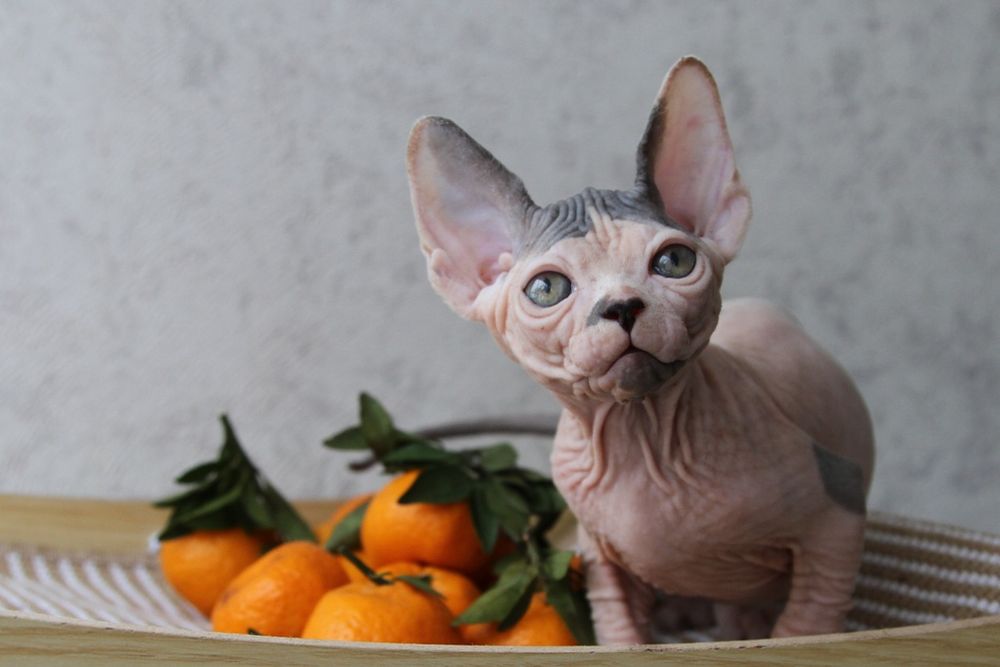 Котята сфинксы с шоу перспективой