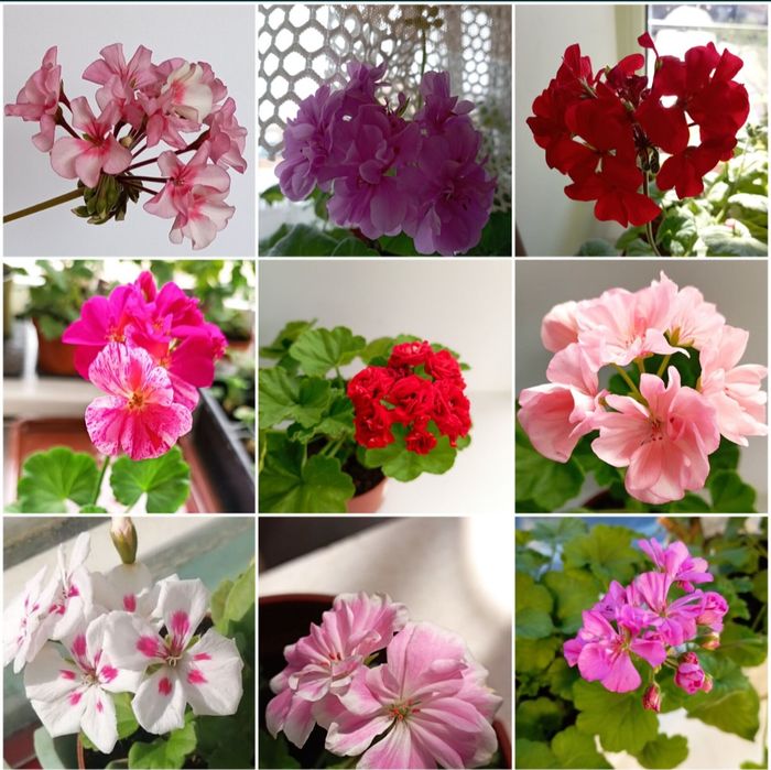 Пеларгония в ассортименте