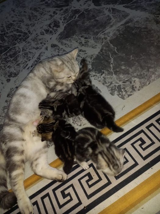 Продам котят скоттиш-страйд