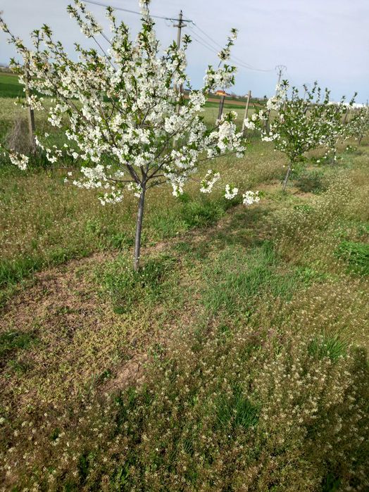 Vand livada  tanara 400 visini pe rod