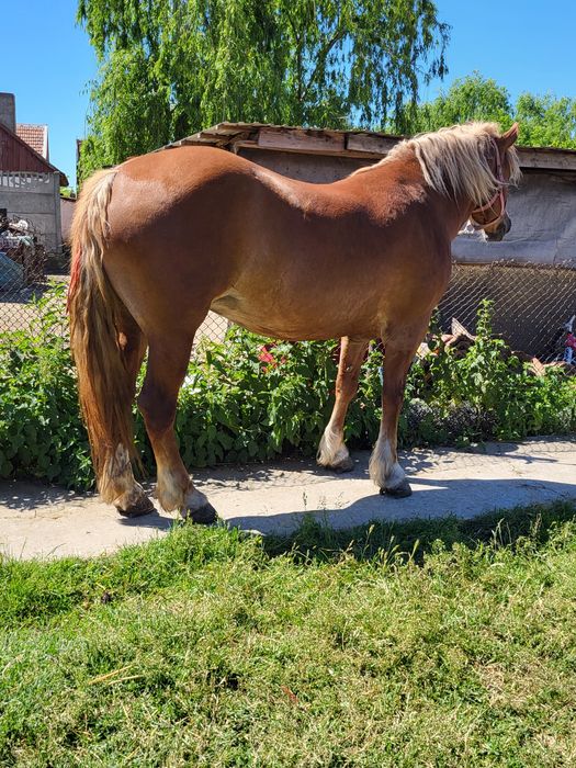 o iapa blonda de 4 ani 170 la greben vând sau schimb carpinis