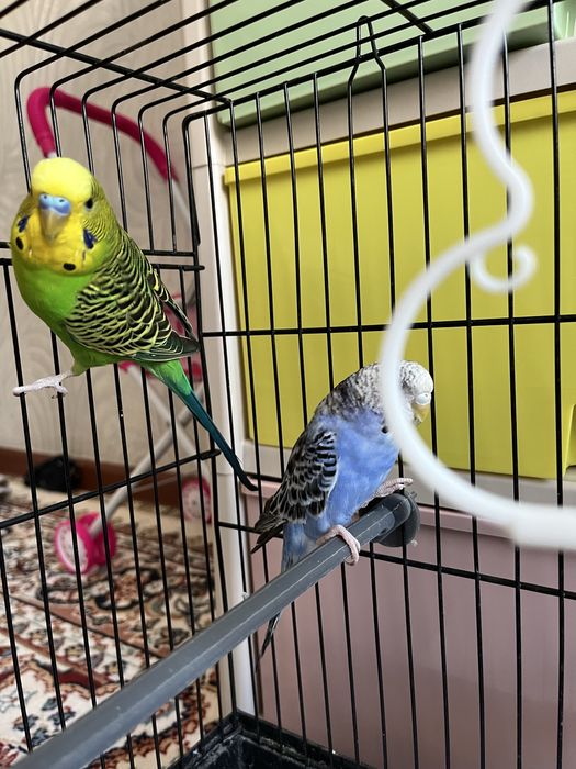 Продается һ волнистые попугаи