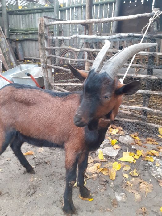 Vand țap alpin francez