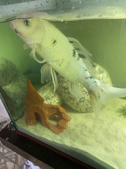 Продам карпа кои