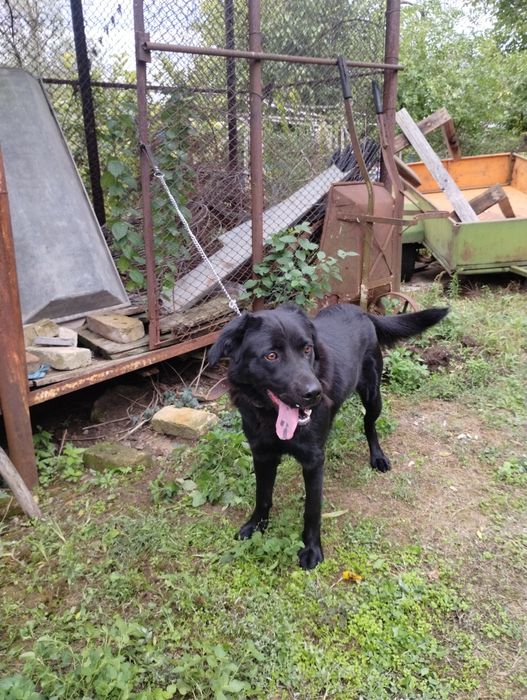 Подарявам черен женски лабрадор