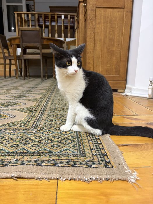 Котик мальчик 10 мес